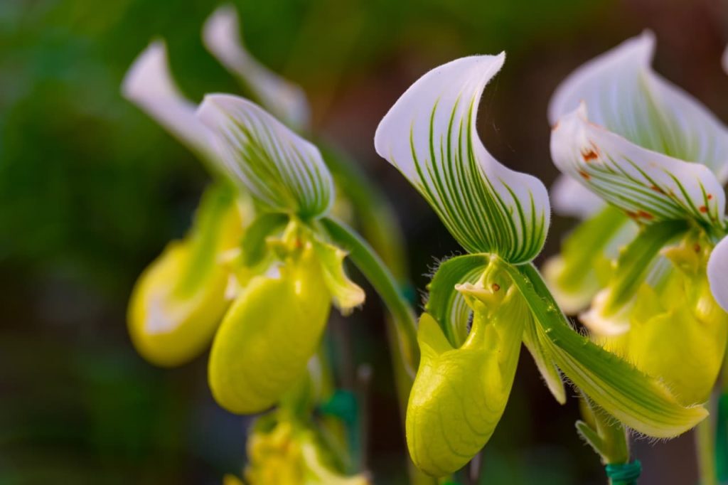 paphiopedilum orchid with a white and green patterned flower