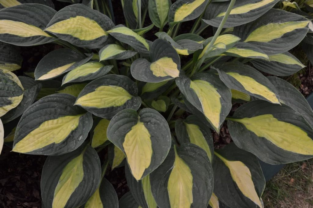 'gypsy rose' variety of hosta with dark green leaves that are variegated