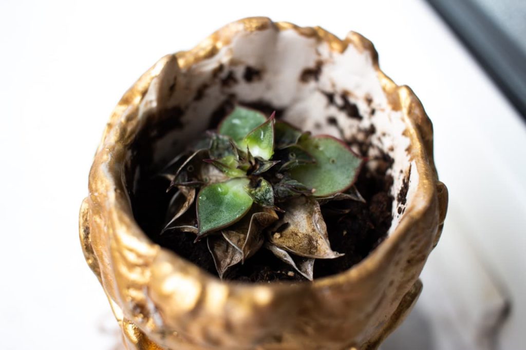 small, dying echeveria with crusty brown leaves