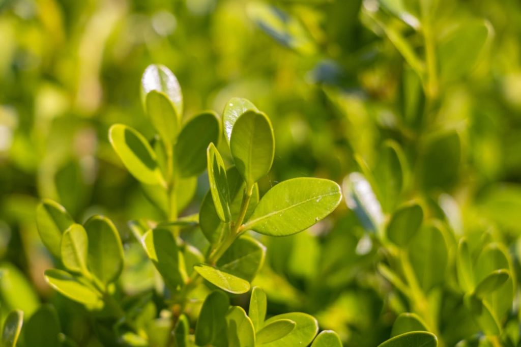 glossy green ovate leaves of a box shrub in the sunlight