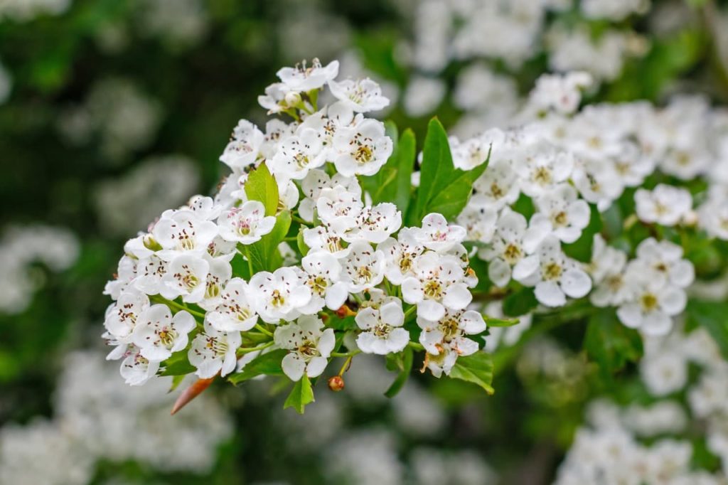 cup-shaped white blooms with tiny stamen on a common hawthorn shrub