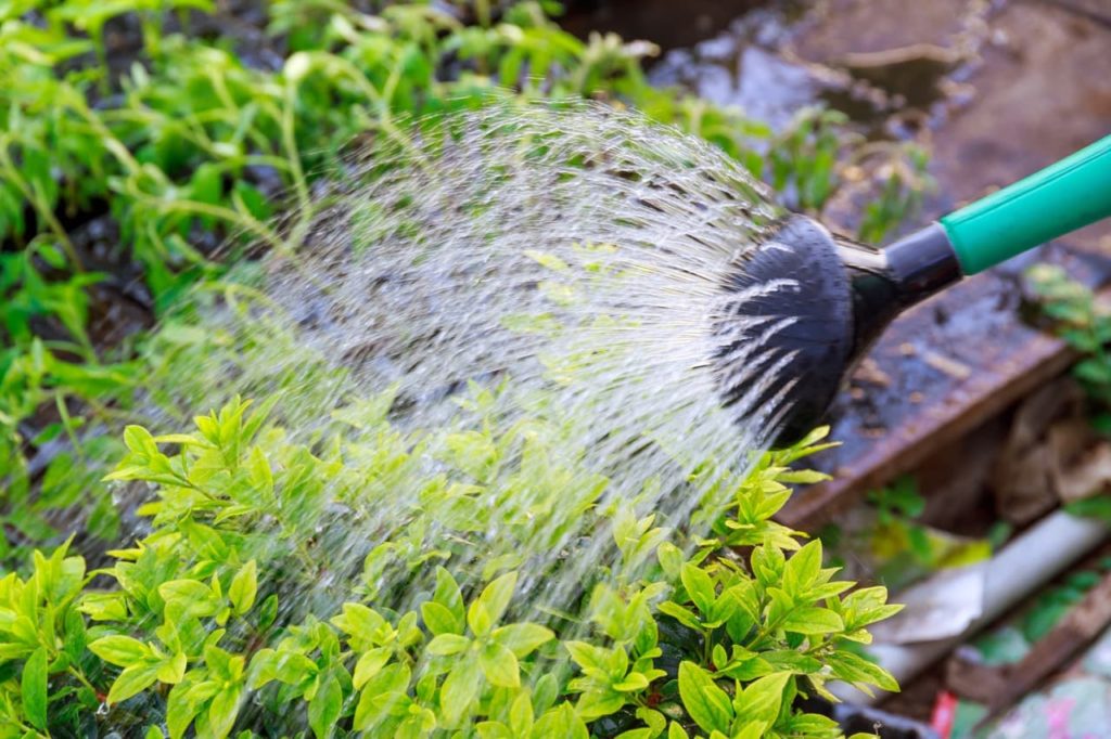 a watering can being used to irrigate the ovate green leaves of a boxwood shrub