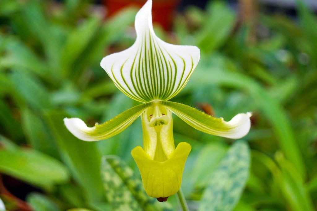 Paphiopedilum 'Clair de Lune' with white petals streaked with green and a green coloured 'slipper'