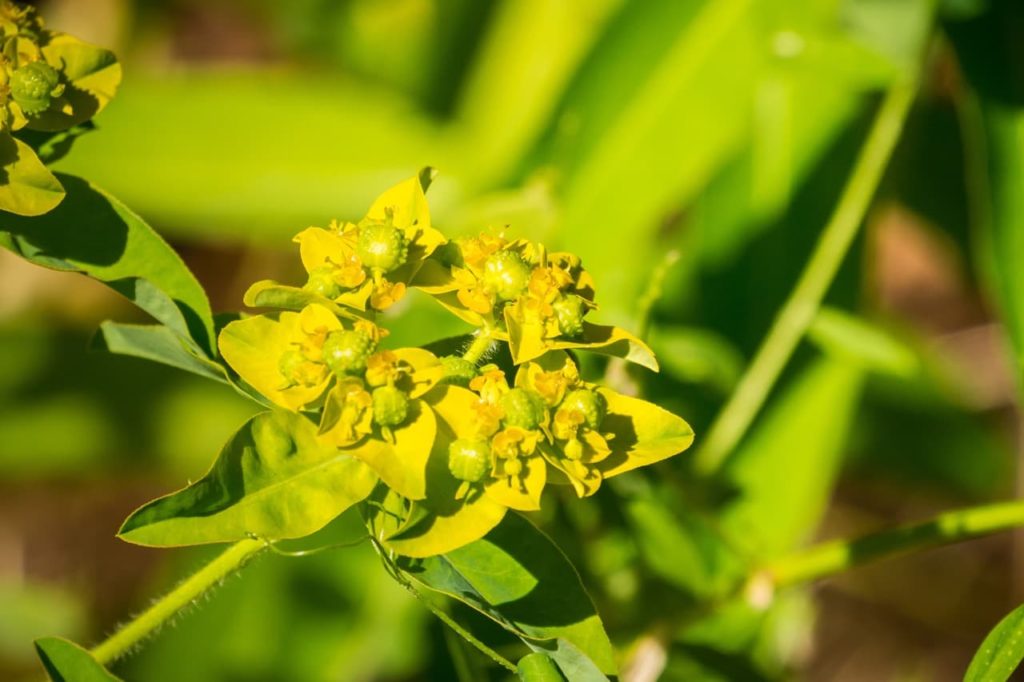 close-up of the yellow blooms on a E. oblongata shrub