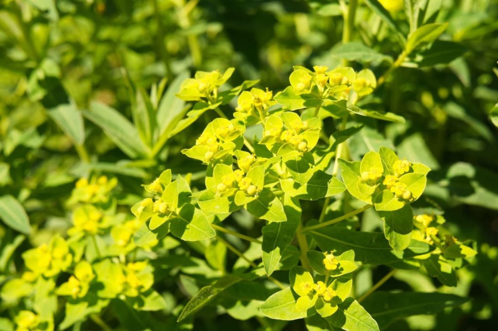 ovate pale green leaves and tiny yellow flowers from an E. schillingii shrub growing outdoors