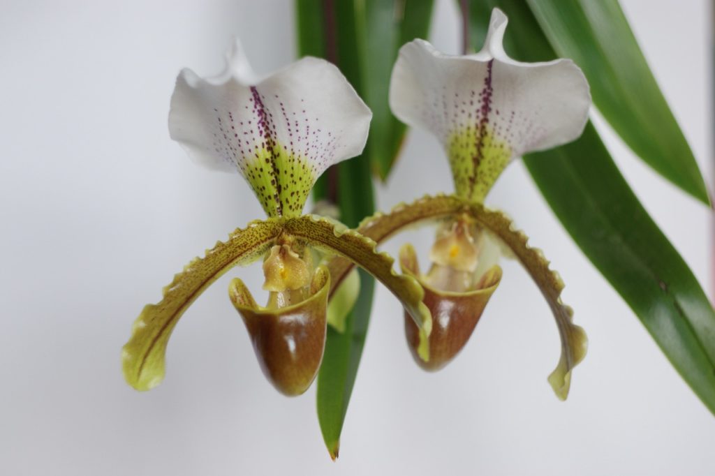 P. 'Leeanum' orchid with a brown pouch, and white petals with green flushes and red spots