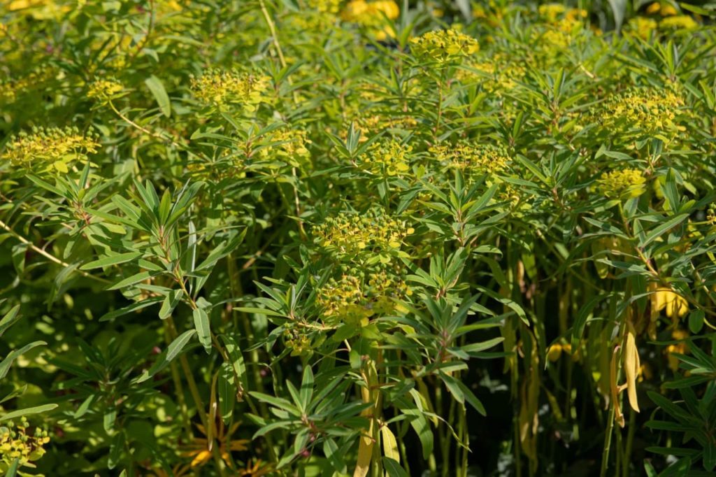 Sikkim spurge growing along tall stems with yellow flower buds