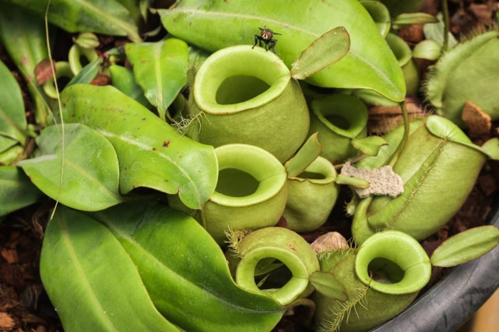 green rounded traps of a nepenthes plant growing in a pot with a fly resting on the foliage