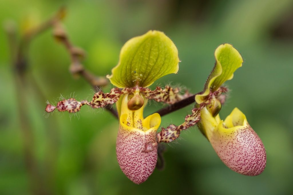 the red spotted pouch of a venus slipper orchid 'Pinocchio' with green sepals