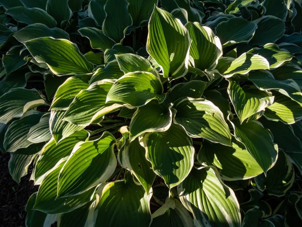 streaky leaves from a plantain lily 'regal splendor' that are edged with white