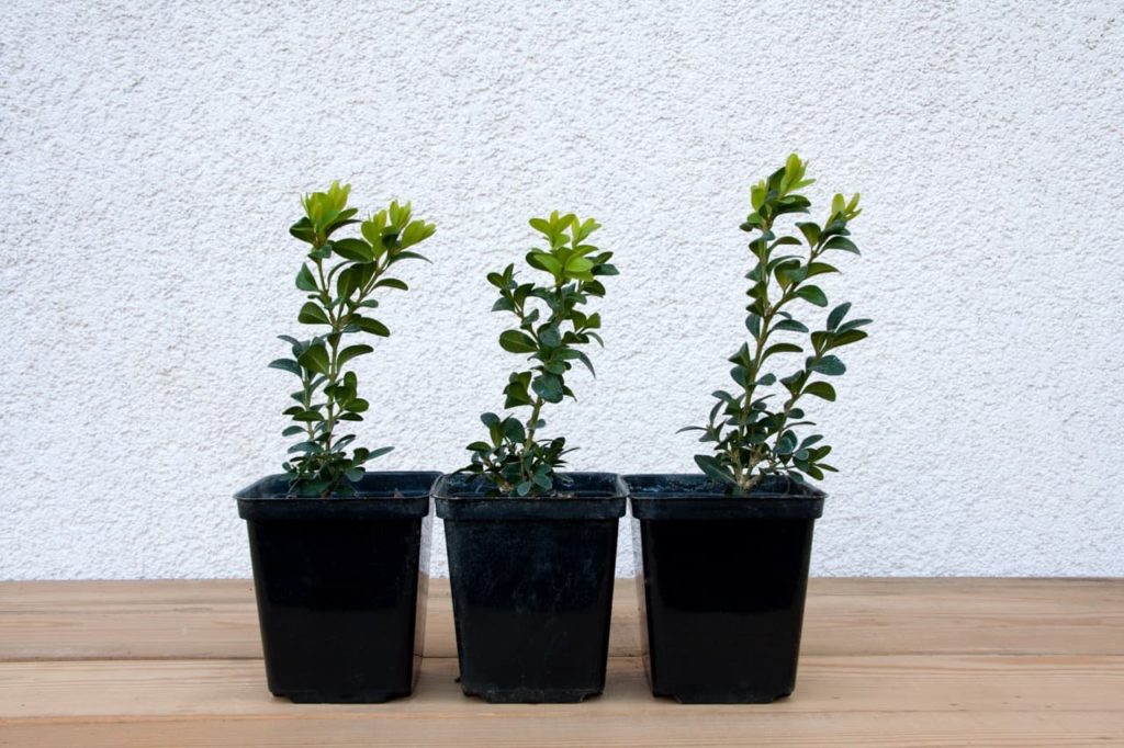 young buxus plants growing in black pots in front of a white wall