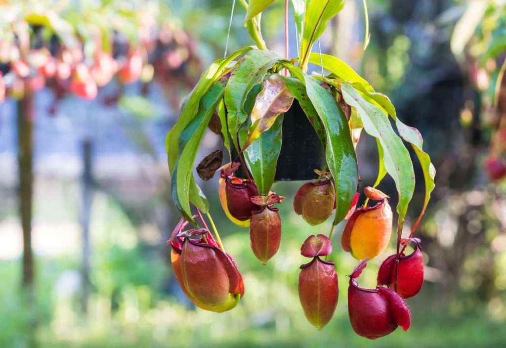 nepenthes plant growing in a hanging basket with its red and orange traps cascading over the pot's edge