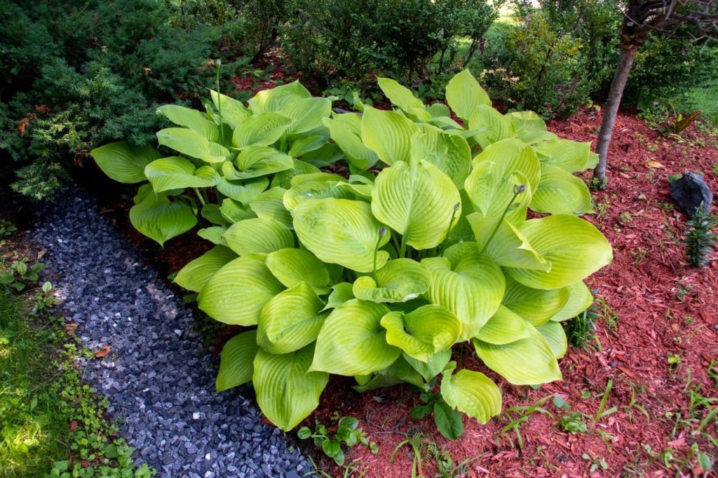 H. 'Sum And Substance' with large leaves in a shaded garden corner