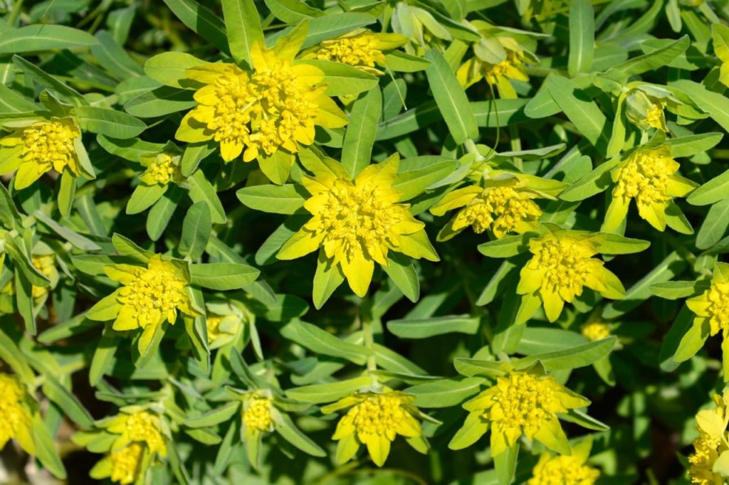 green lanceolate leaves and yellow flowers growing in star-shaped forms from a Euphorbia epithymoides plant