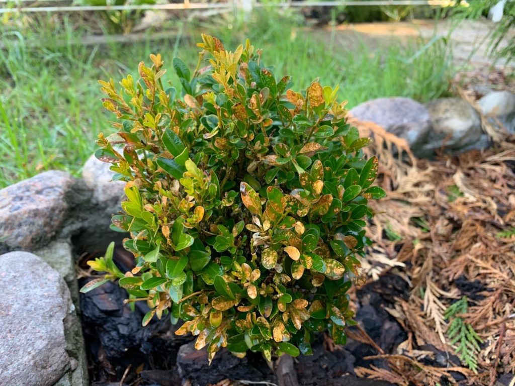 rounded, small box shrub that has been affected by box blight with visible rust-coloured leaves