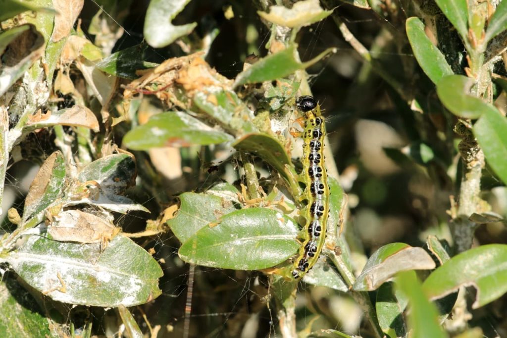 black and yellow boxwood caterpillar crawling on the dying leaves of a buxus plant