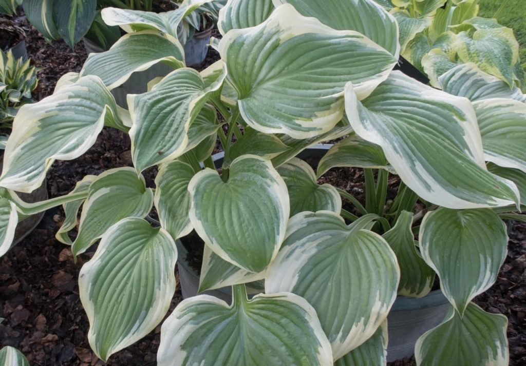 light green leaves that have white edges from a H. 'Victory' plant