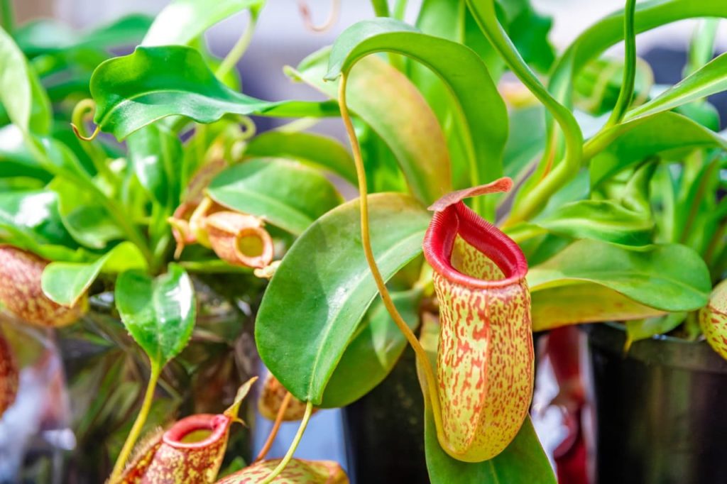 N. ampullaria plant with curled lanceolate leaves growing in bright sunlight