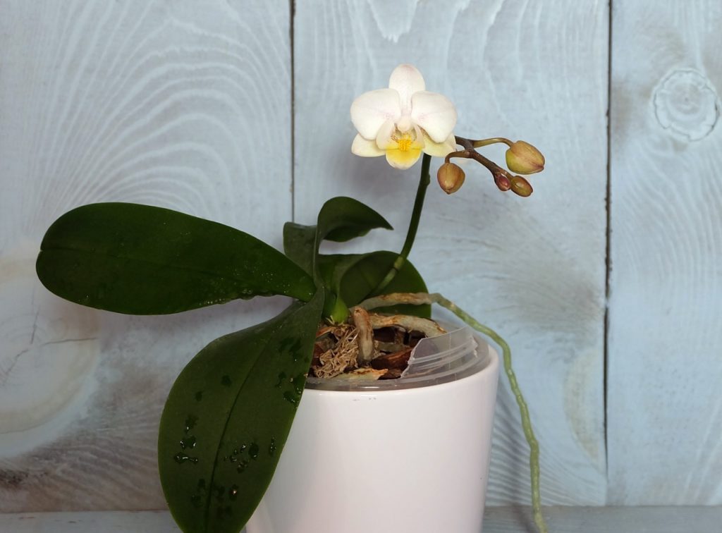 the dark green big leaves from a moth orchid 'white apple' growing over the edges of a pot with a single white flower