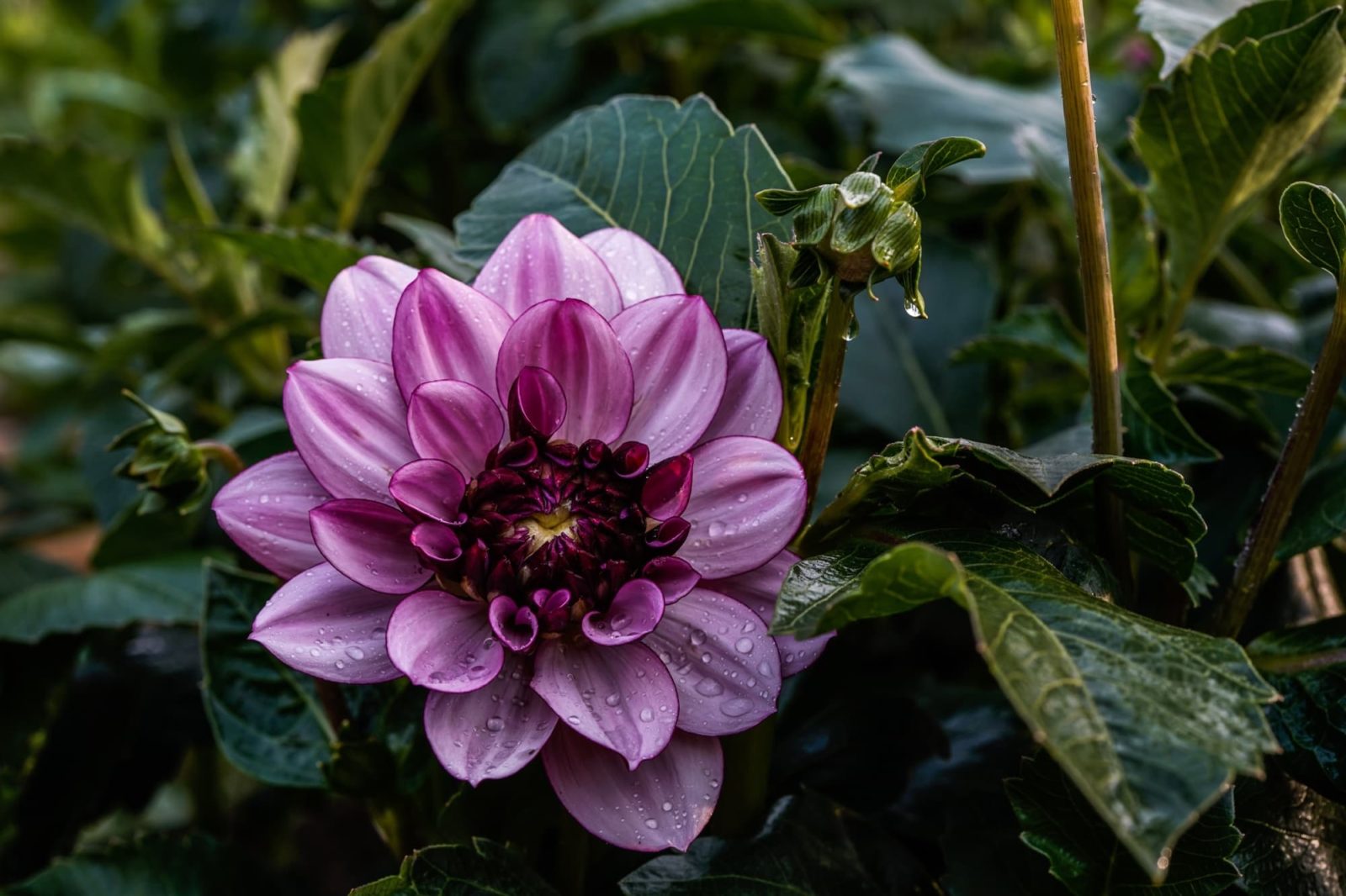 dahlia 'Creme de Cassis' flower with layered pink petals and a darker centre