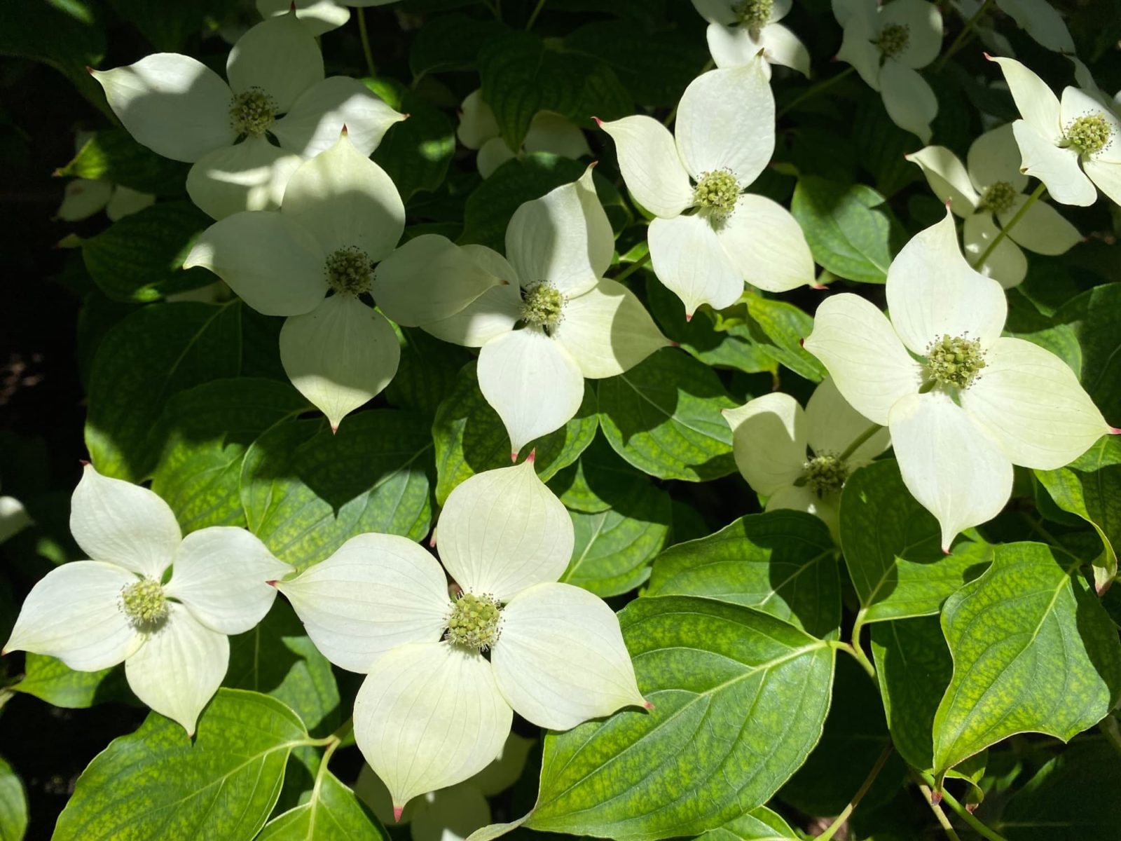 star-shaped white flowers from a 2. Cornus kousa 'Wietings Select' shrub with lanceolate leaves that have prominent veins