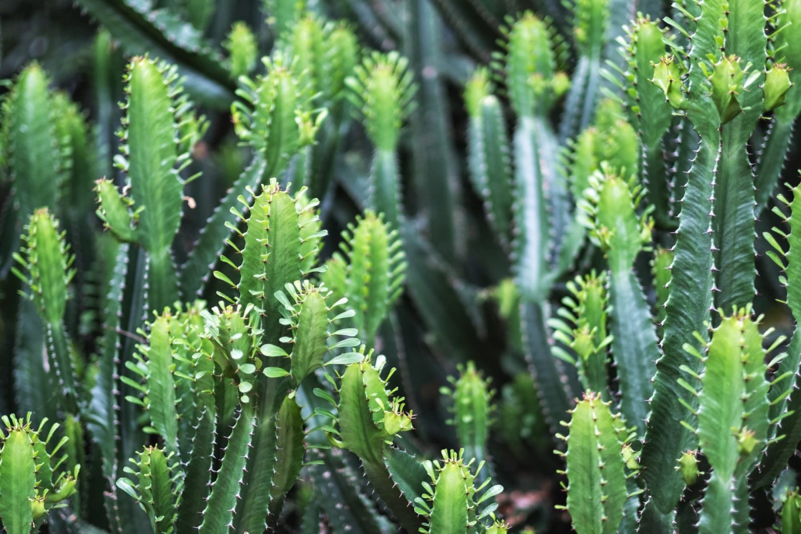 euphorbia succulent with spiky edges and a tubular form