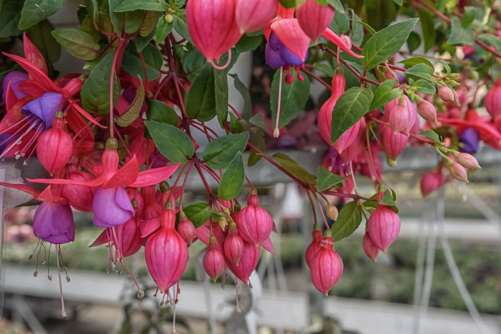 pink flower buds that are opening up to reveal purple centres from a fuchsia plant growing in a hanging basket