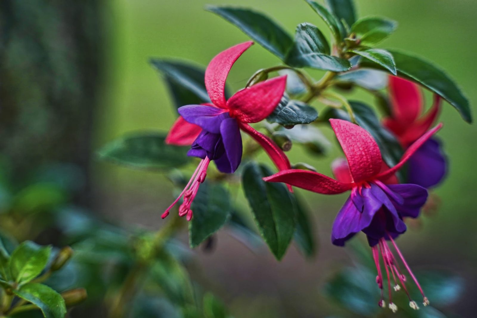 pink bracts surrounding the purple petals of a fuchsia flower growing from green stems next to lanceolate serrated leaves