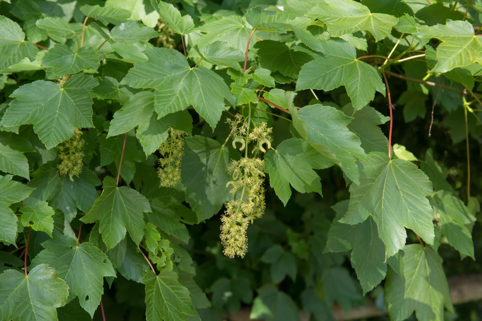 leaves, flowers and samaras of a sycamore tree