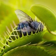 a fly trapped in the spiked leaves of a Delosperma cooperi plant