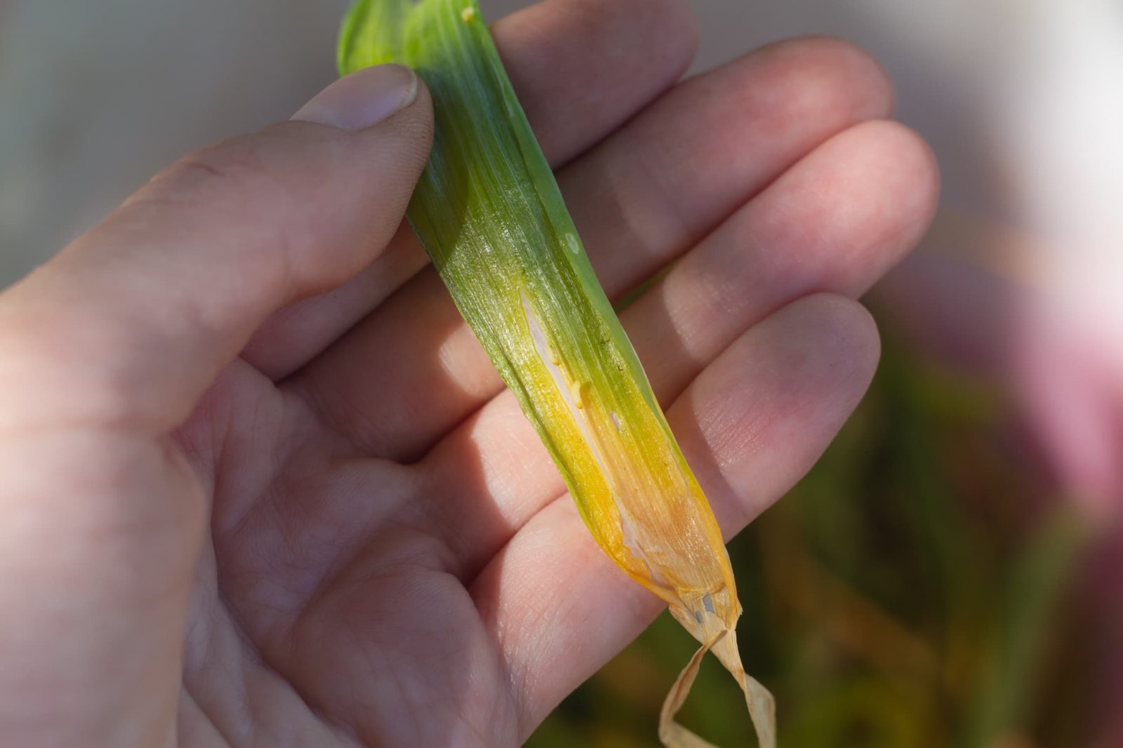 hand shown holding the yellowing leaf of an allium