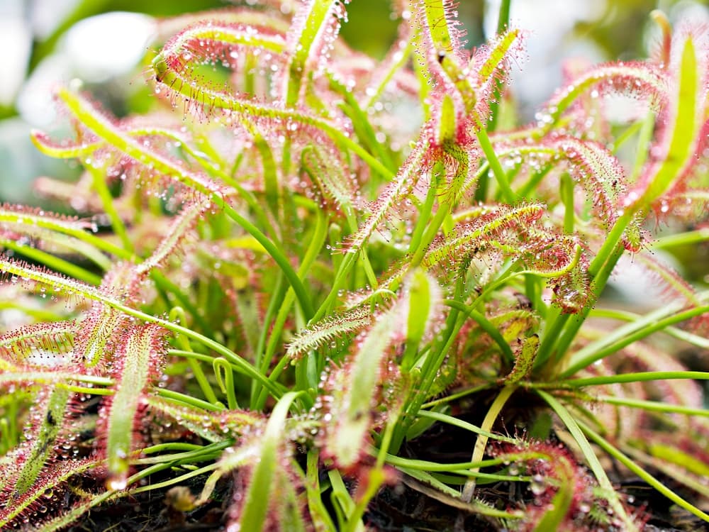 sticky appearance of D. anglica