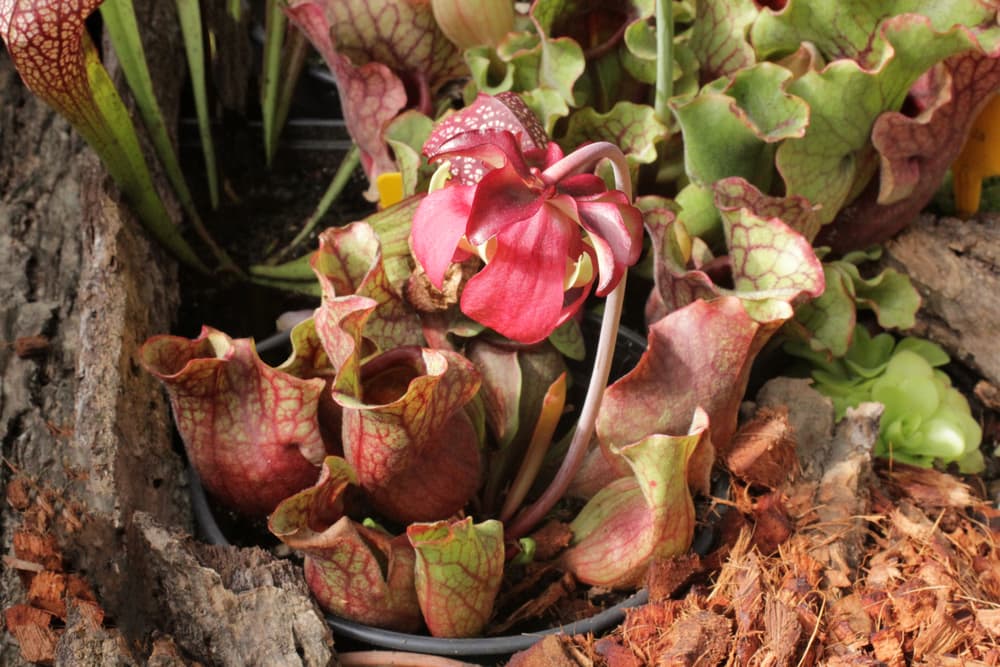 red coloured bloom of sarracenia purpurea