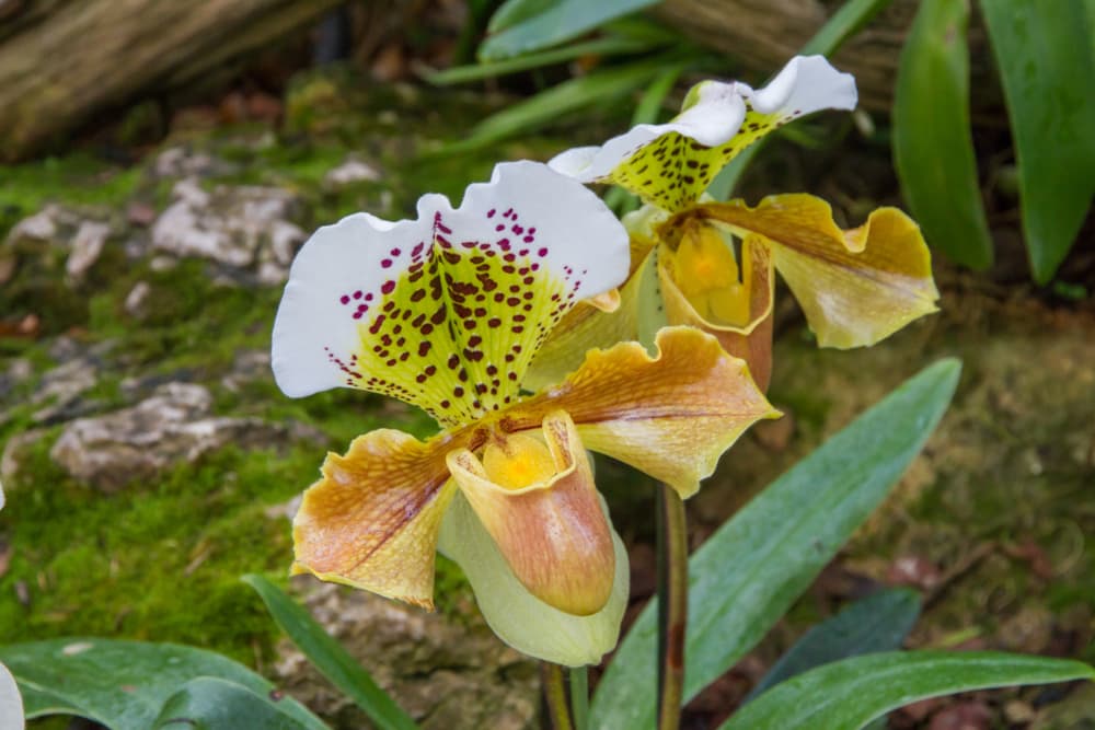 a flowering orchid with unique dotted appearance in Kew Gardens, London