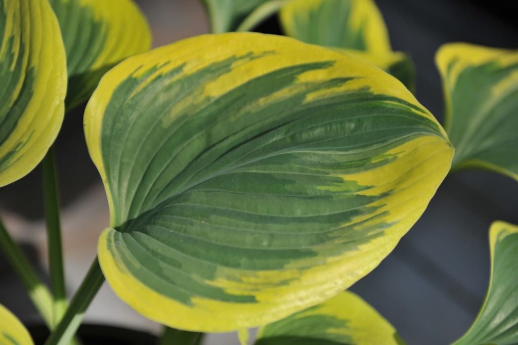 hosta 'liberty' with green markings at the centre and yellow edging