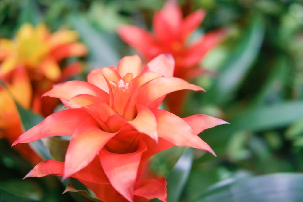 red flowering bromeliad with layered triangular petals