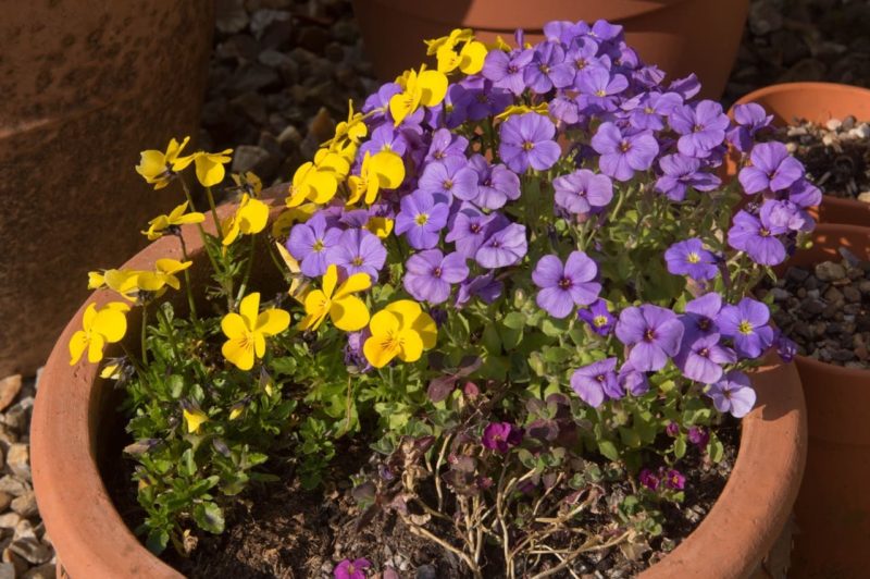 17 Plants For Winter Hanging Baskets Horticulture Magazine
