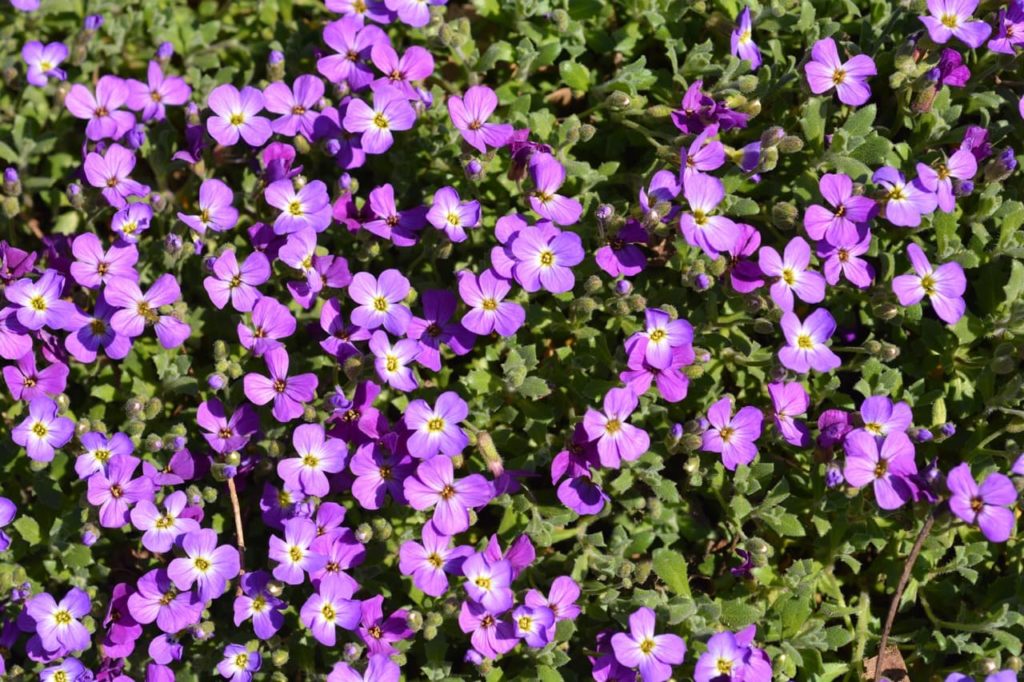 star-shaped purple aubrieta 'Doctor Mules' flowers growing amongst the plant's green leaves