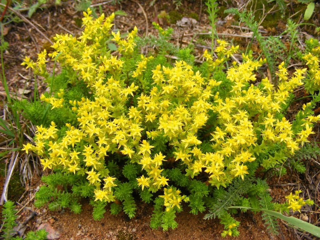 a biting stonecrop shrub with small fleshy leaves and bright yellow star-shaped flowers