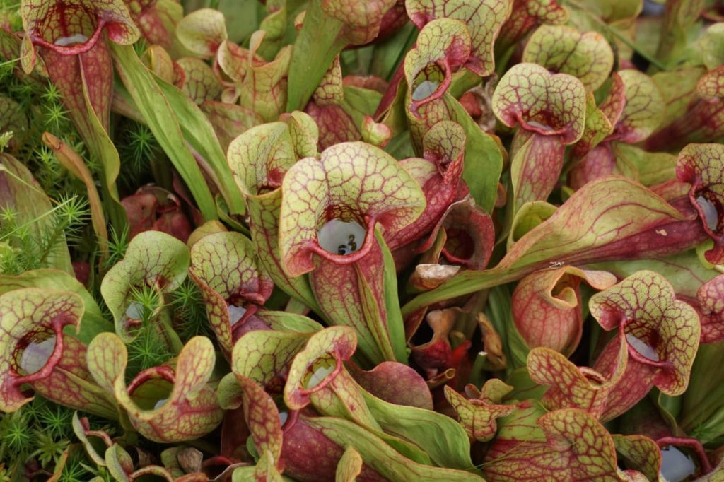 Sarracenia plants with red-veined green pitchers that are filled with water
