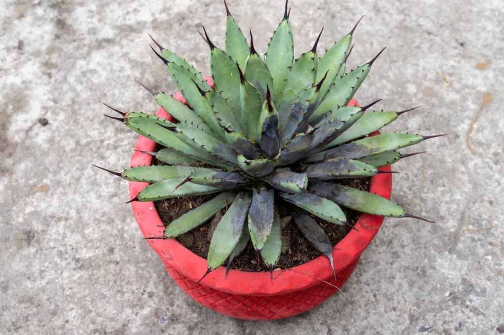 Agave macroacantha potted plant with spiky leaves that are turning black due to root rot
