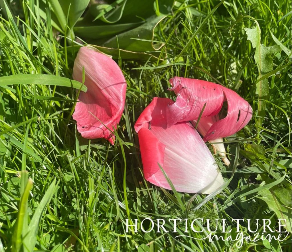 the pink fallen petals from a spent tulip lying on the grass