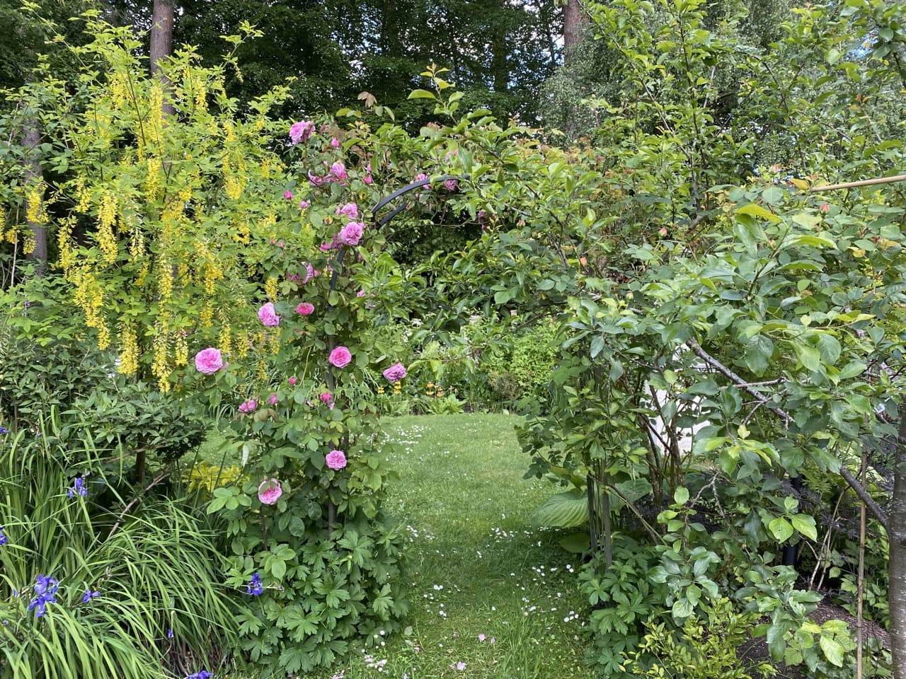 garden lawn surrounded by lots of green foliage plants