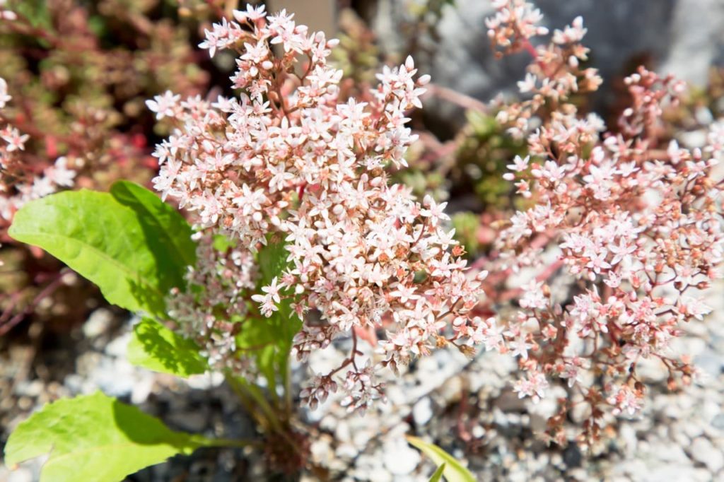 pale pink, tiny star-shaped flowers growing along red stems of a sedum album plant