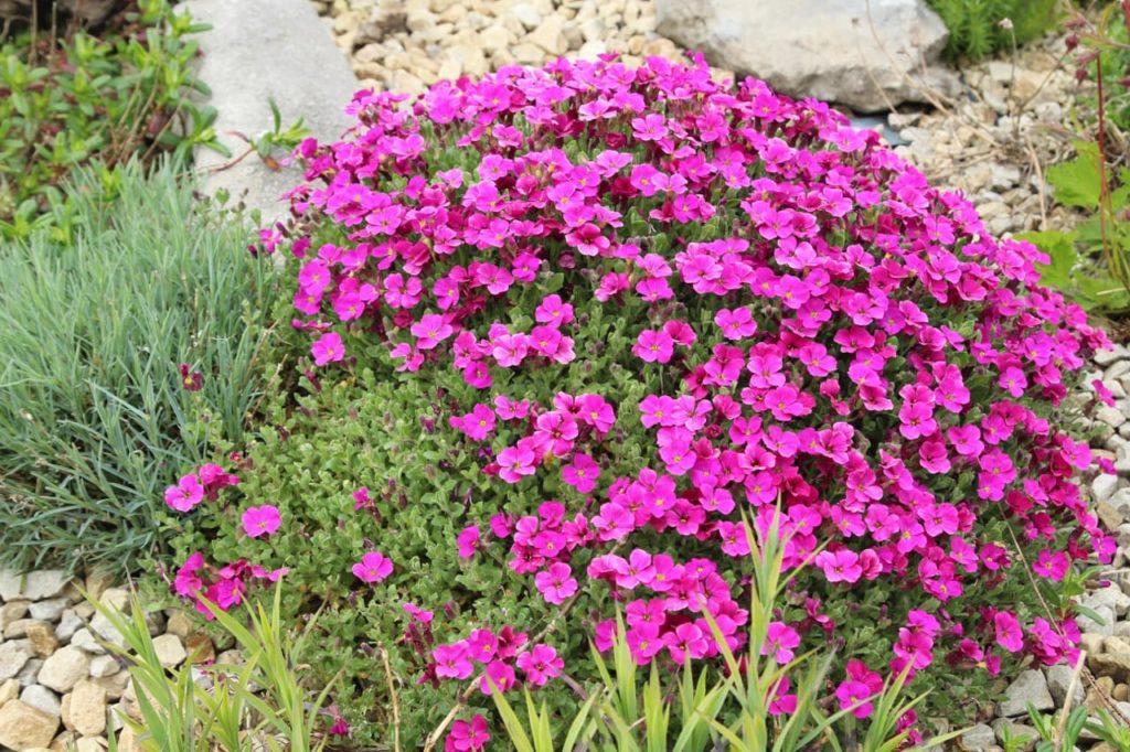 pink flowering aubrieta shrub growing from rocky ground