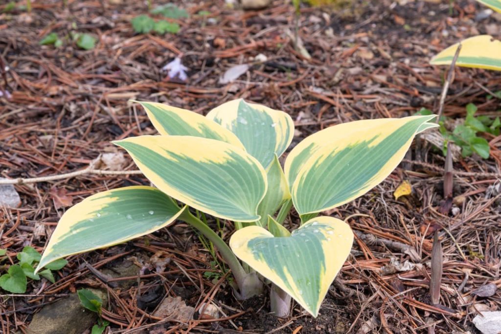 cordate, pinnate leaves from a hosta 'autumn frost' with green and yellow colour