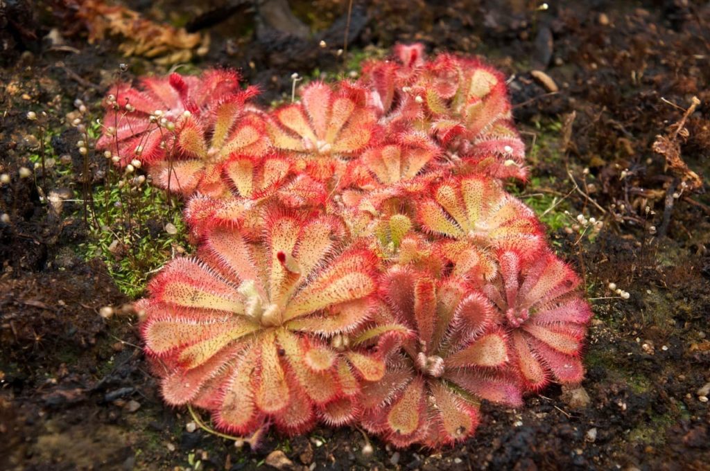 the low-growing Alice sundew with spatulate green leaves and red fuzzy spikes