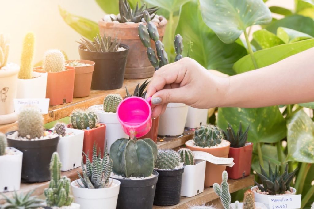 a row of potted cacti in different sized pots being watered with a small pink cup