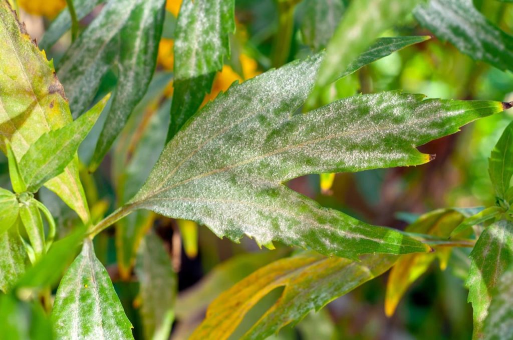 powdery mildew covering the surface of a leaf
