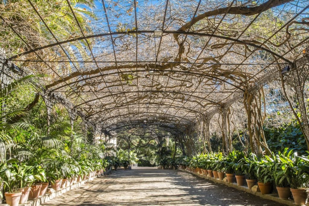 a large pergola structure with a woody wisteria trained against it covering a wide pathway